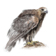 Illustration for article titled 15-year-old prodigy girl draws amazingly well emand/em trains falcons too